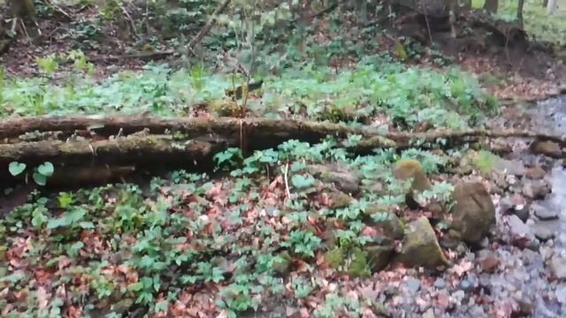 Как искать золото (коренник и щётки) Finding Gold. смотреть онлайн