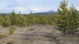 Сосновые почки  состав  ! Применение  в народной медицине !