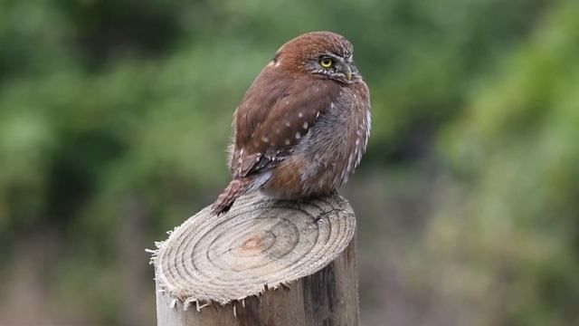 Chuncho austral (Glaucidium nana) смотреть онлайн