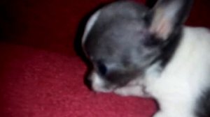 Чихуахуа супер мини