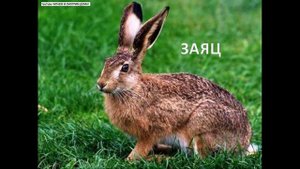 Дикие животные. Начальная школа. Видеопрезентация для детей.
