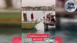 ‼️Египет Хургада 08/06/2023 ‼️| Нападение акулы на человека | Пляжи больше не безопасны | Хищник