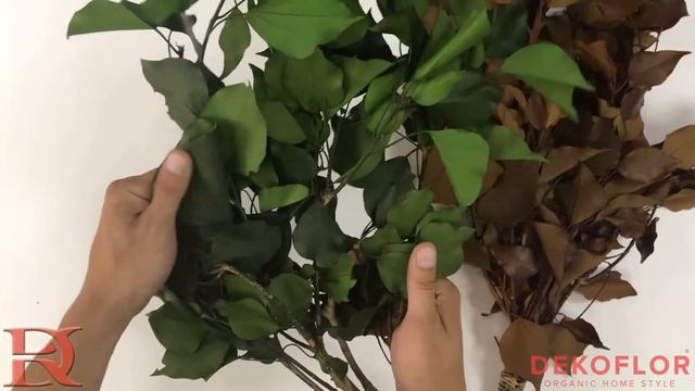 Стабилизированные ветви плюща смотреть онлайн