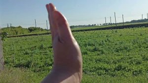 Живём рядом с сельхоз полями. обработка полей гербицидами.