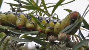 ГУСЕНИЦЫ: Hyles euphorbiae (Бражник Молочайный)