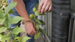 Биовегетарий в реальности. Тест БиоДома от компании АгроПлюс