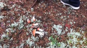 Грибы, рыбалка, ягоды в борах на севере и не только там. Красота неописуемая)