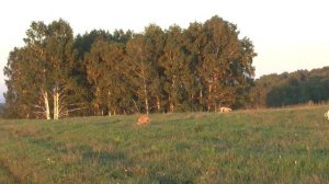 Прогулка с уиппетами