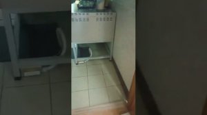 Работа в школьной столовой-уборщик служебных помещений.