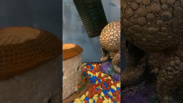 Уход за аквариумом объёмом 100 литров смотреть онлайн