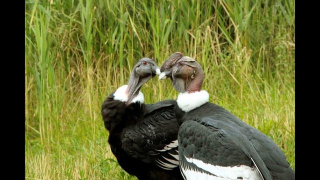 САМЫЕ ХИЩНЫЕ ПТИЦЫ / THE MOST PREDATORY BIRDS смотреть онлайн