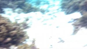 Проверка айфона в чехле под водой