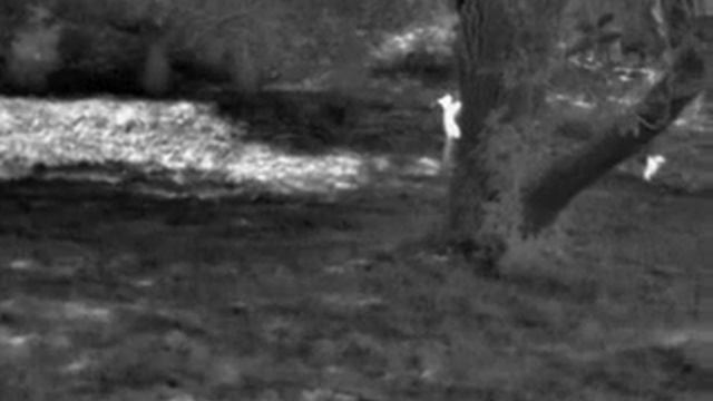 Therm-App: termowizja przyroda - wiewiórka смотреть онлайн