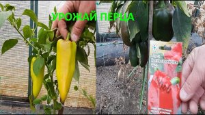 ✅УРОЖАЙ ПЕРЦА?