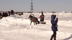 Конные соревнования.