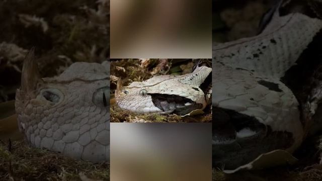 Basic information about Gaboon Viper ? #shorts #animals #animalfacts #snakes #viper #wildlife