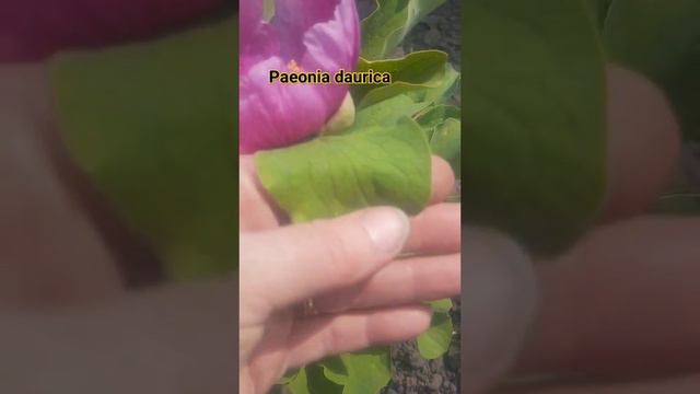 Paeonia daurica,півонія Кримська Дауріка