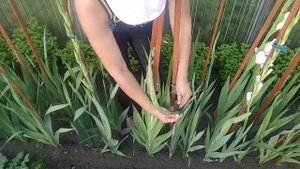 У гладиолуса искривился цветонос . Gladiolus .