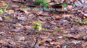 #birdidsounds: Regulus regulus, Goldcrest (UK) Золотомушка жовточуба (UA) Желтоголовый королёк (RU)