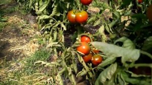 (93) Мои томаты Пинк Клер F1  и Сашер F1 в стадии созревания * НОВАЯ ТЕПЛИЦА