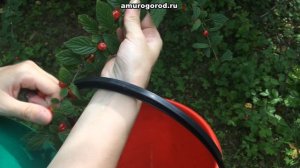 ВИШНЯ - когда и как собирать вишню