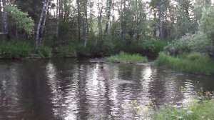 Клев хариуса на верховую мушку на таежной речке