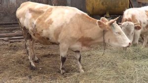 первый опыт покупки дойной коровы. что нужно знать - сельские будни  - жизнь за городом