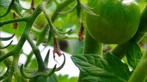 Лес в Подмосковье, ягоды, грибы