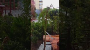 Лиственница Стифф Випер (Stiff Weeper)на штамбе и рододендрон( азалия) Голден Лайтс (Golden Lights)