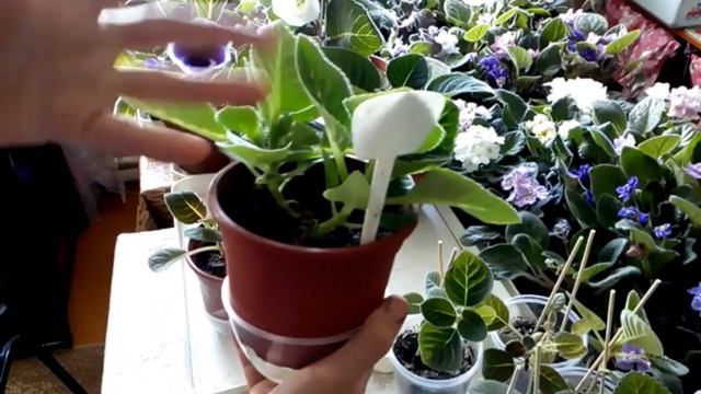 *ГЛОКСИНИЯ* - Наблюдение***1*** смотреть онлайн