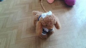 Интерактивная собачка на поводке. Музыкальная поющая 8 песен.