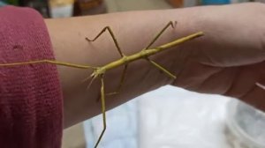 В продаже аннамский палочник!