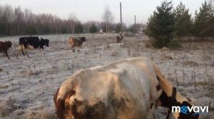 ПРОПАЛИ КОРОВЫ!!!