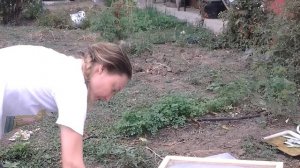 Апитерапия