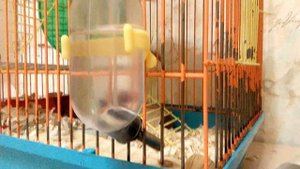 ВЫПАДЕНИЕ ШЕРСТИ У ХОМЯКА