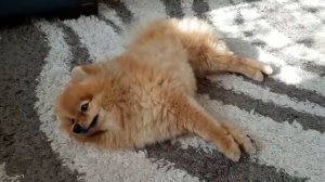 Синкопе (обморок) у собаки / Syncope (Fainting) in Dog