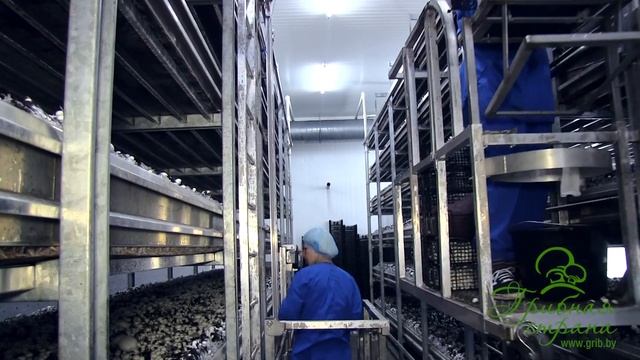 КФХ "Грибная страна", вакансии - работа в Барановичах смотреть онлайн