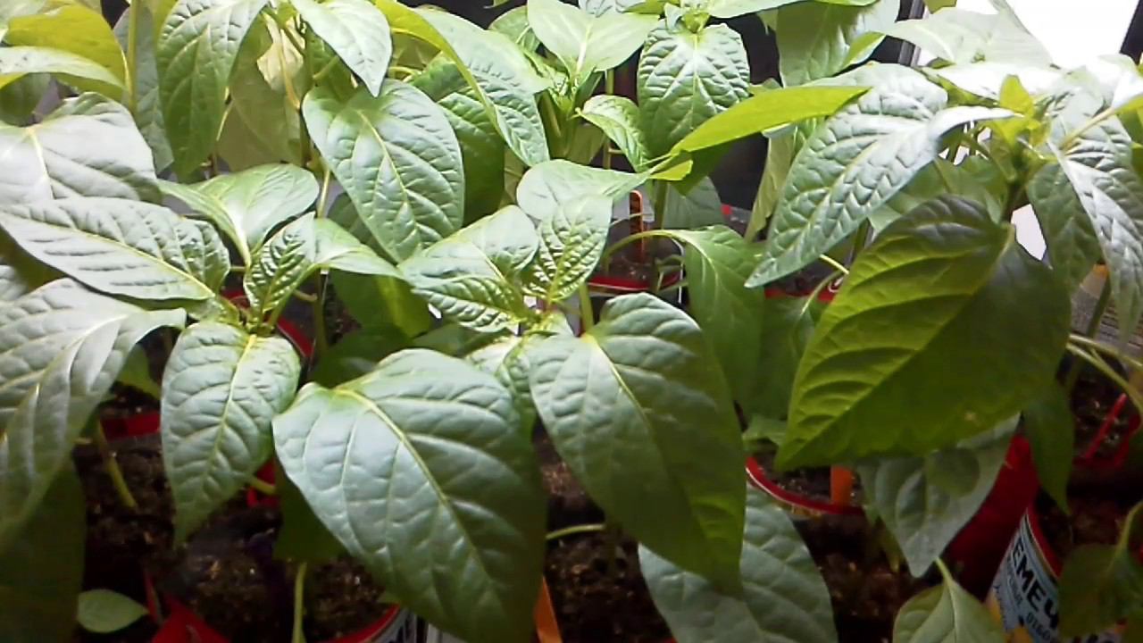 Удалять ли у рассады перцев  коронный цветок? Мой опыт.