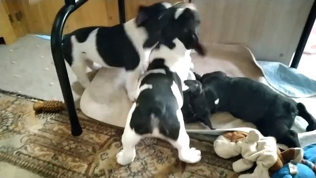 Утренние бесилки 18.04.2021 серия 9 смотреть онлайн