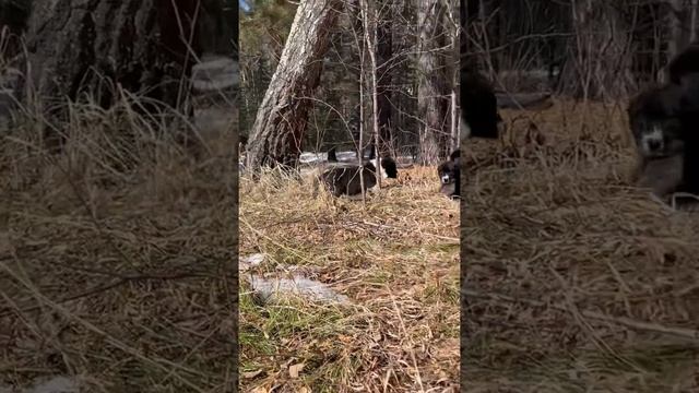 Чёрные алабаи щенки среднеазиатской овчарки в питомнике Таёжный Талисман +79135577838 #алабай #сао