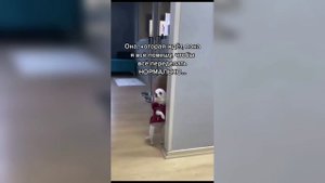 Смешные животные выпуск 143