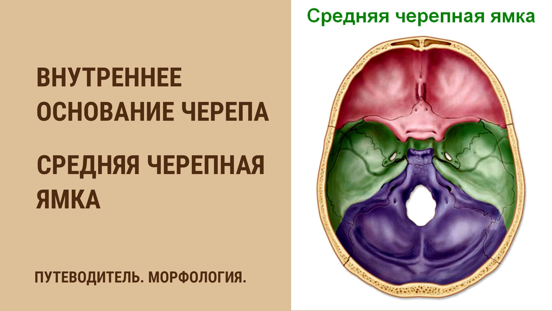 Внутреннее основание черепа. Средняя черепная ямка смотреть онлайн