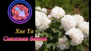 Древовидные ПИОНЫ - Топ 20 сортов.Peonies