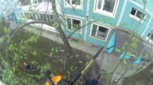 Кронирование деревьев методом промышленного альпинизма