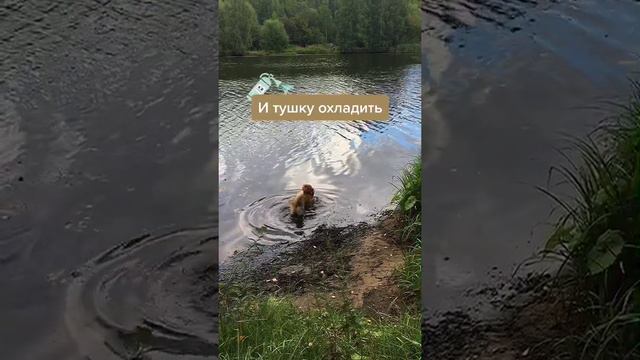 В жару самое важное - дать воды коржу