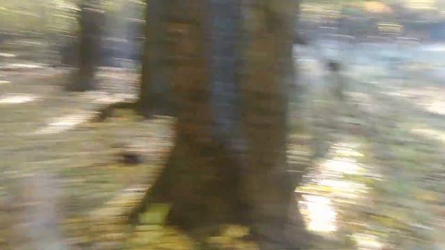 В лес за дровами с НИВОЙ 5д. Следы ВОВ везде. смотреть онлайн