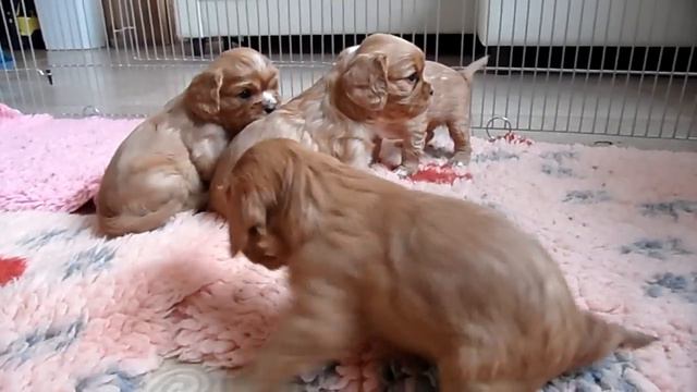 Кавалер кинг чарльз спаниель щенки 3,5 недели