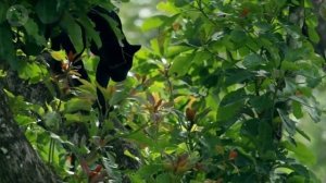 Melisa-feat-Tommo - I'm Alone (Via65 Remix).mp4