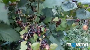 Влог: Супер урожайная Смородина черная(поздняя)/ Предлагаю к продаже на 2019 год/.15.07.18 г.