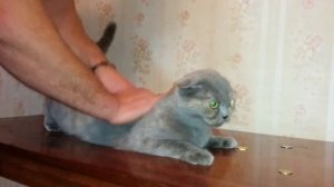 кошка рычит